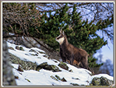 CHAMOIS